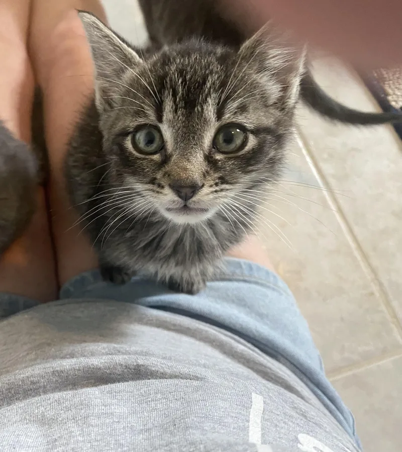 A baby medium-sized male Domestic Short Hair cat named Archie for adoption in Rochester , NY