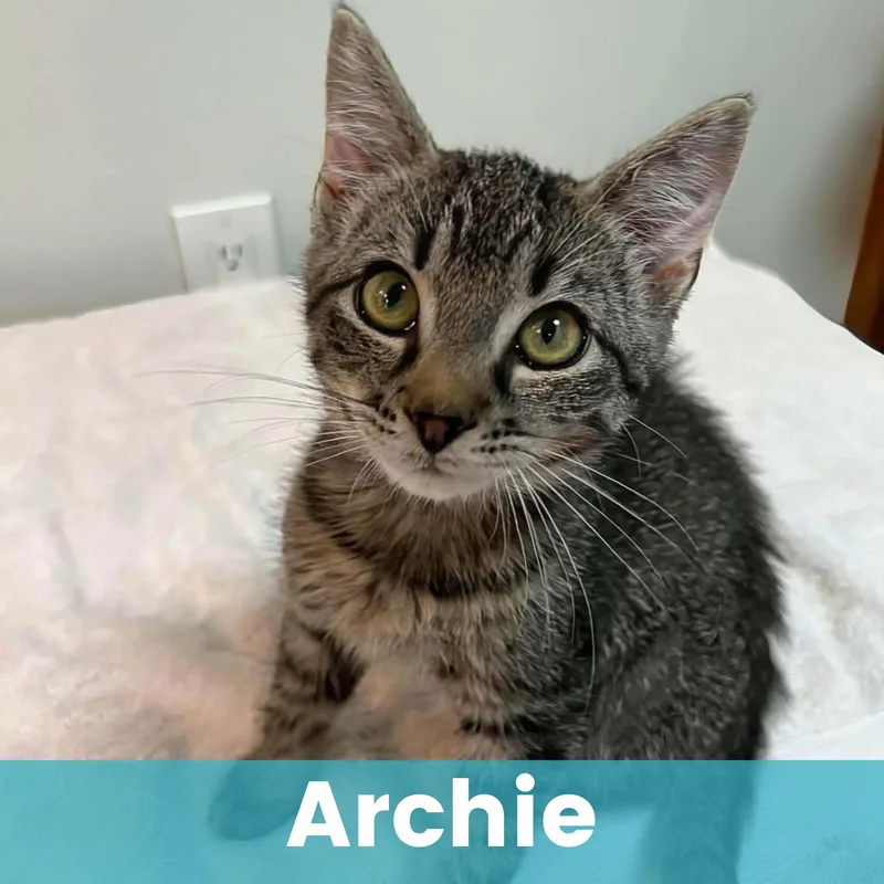 Archie thumbnail 2