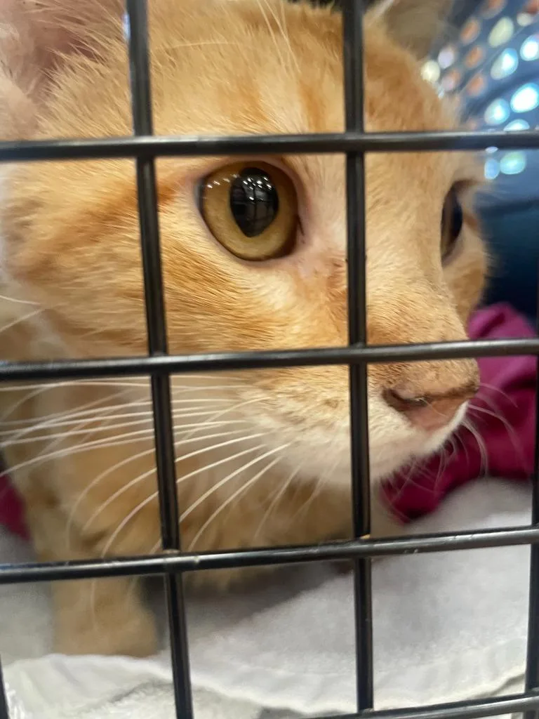 An adult small-sized male Domestic Short Hair cat named Wylie for adoption in Tulsa, OK