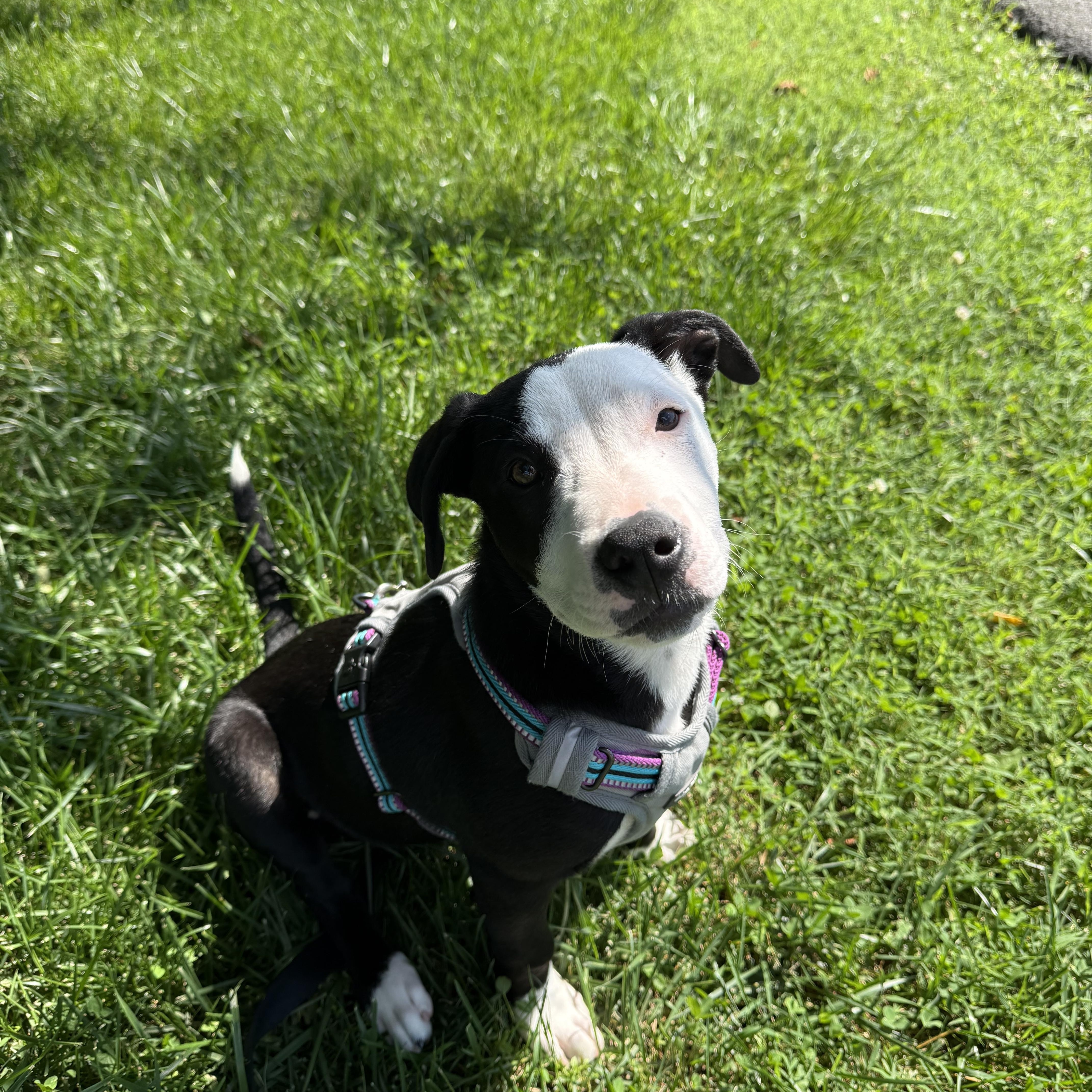 A baby small-sized male Black Pit Bull Terrier dog named Snoopy for adoption in Hendersonville, TN