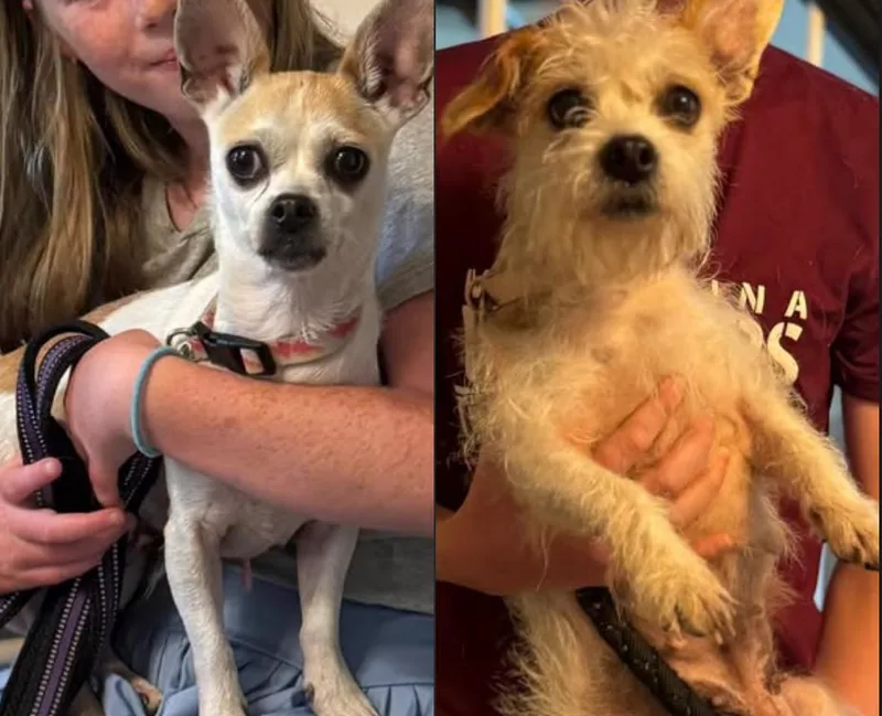A young small-sized female Chihuahua dog named Antionette and Guinevere for adoption in Matthews, NC