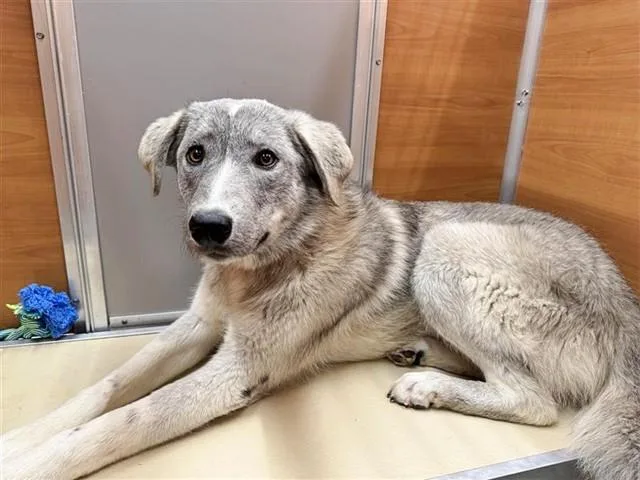 A young medium-sized female Australian Shepherd dog named Mirage for adoption in Saint Louis, MO