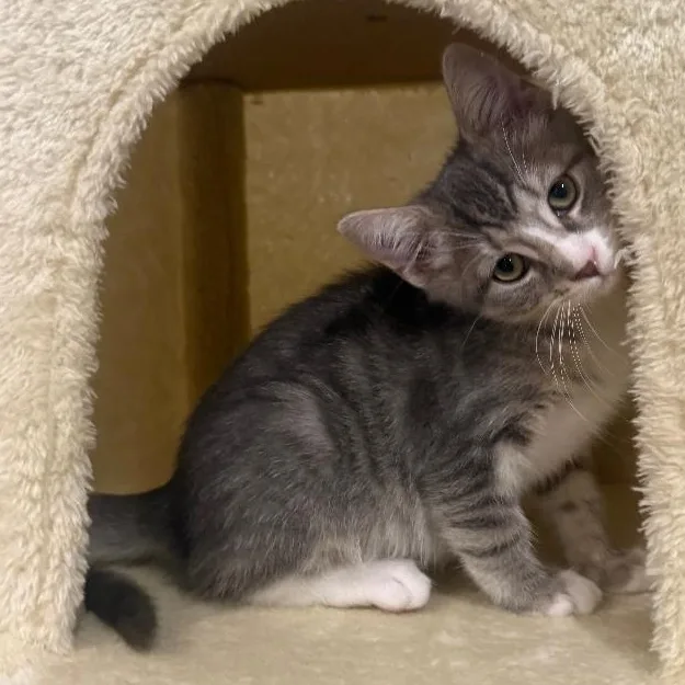 A baby medium-sized female Tabby (Gray / Blue / Silver) Tabby cat named Shay for adoption in Wayne, NJ