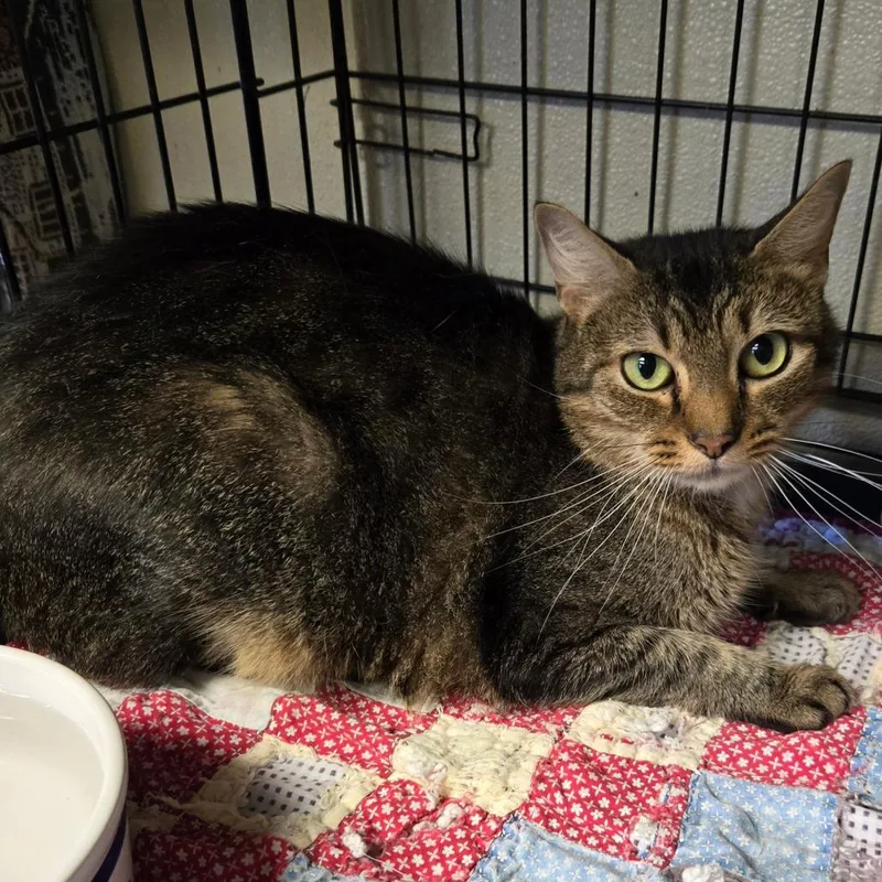 An adult medium-sized male Brown / Chocolate Domestic Short Hair cat named Brime for adoption in Pennsville, NJ