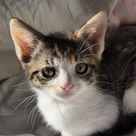 A baby medium-sized female Calico Domestic Short Hair cat named Juniper for adoption in Santa Ana, CA