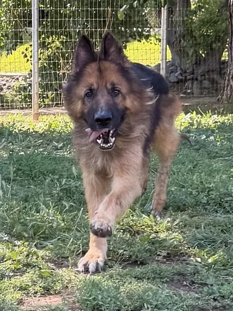 An adult large-sized male German Shepherd Dog dog named Leo for adoption in Sacramento, CA