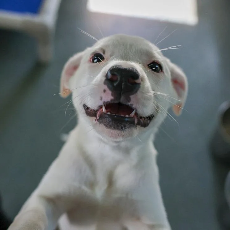 A baby medium-sized female White / Cream Australian Cattle Dog / Blue Heeler dog named Juliet for adoption in Bradenton, FL