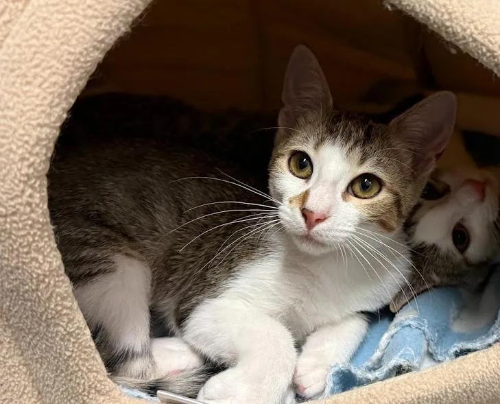 A baby small-sized female Black & White / Tuxedo Domestic Short Hair cat named Fluttershy for adoption in Hudson, NH