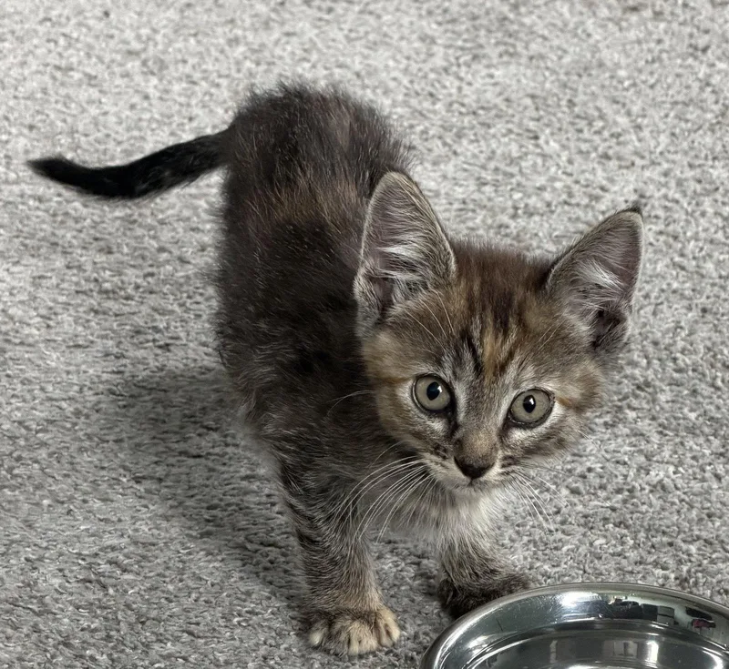 A baby small-sized female Domestic Short Hair cat named Aelin for adoption in Kansas City, MO