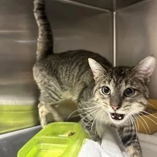 An adult medium-sized male Tabby (Brown / Chocolate) Domestic Short Hair cat named Bucky for adoption in Blue Springs, MO