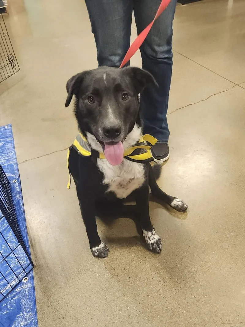 An adult large-sized female Black Mixed Breed dog named Cassie for adoption in Olympia, WA