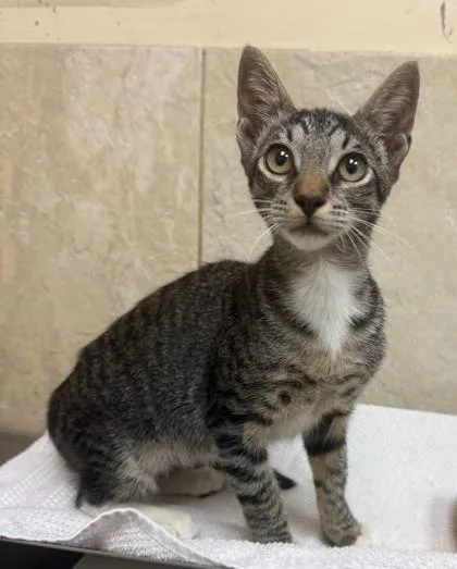 A baby small-sized male Domestic Short Hair cat named Robbie for adoption in Honolulu, HI