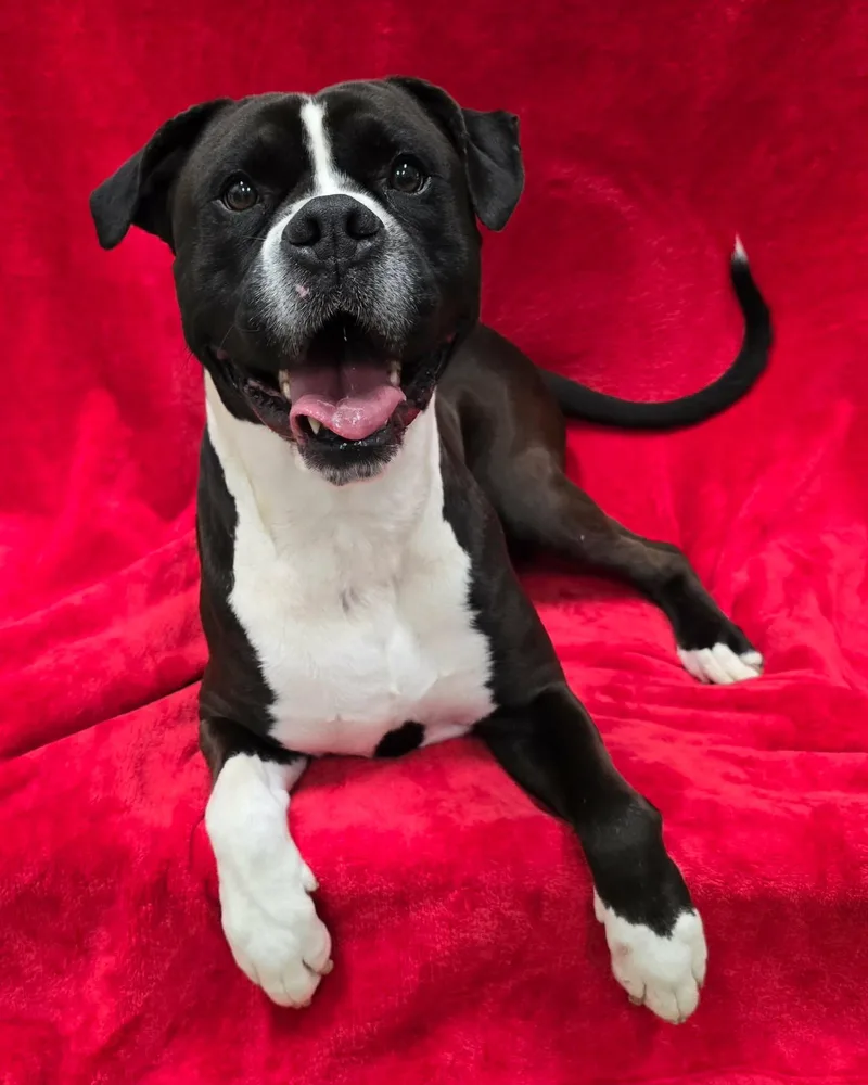 An adult large-sized male Boxer dog named Zeus for adoption in Frankfort, IN