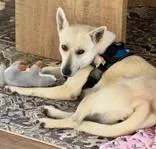An adult medium-sized female White / Cream Carolina Dog dog named Lucy Lou for adoption in Houston, TX