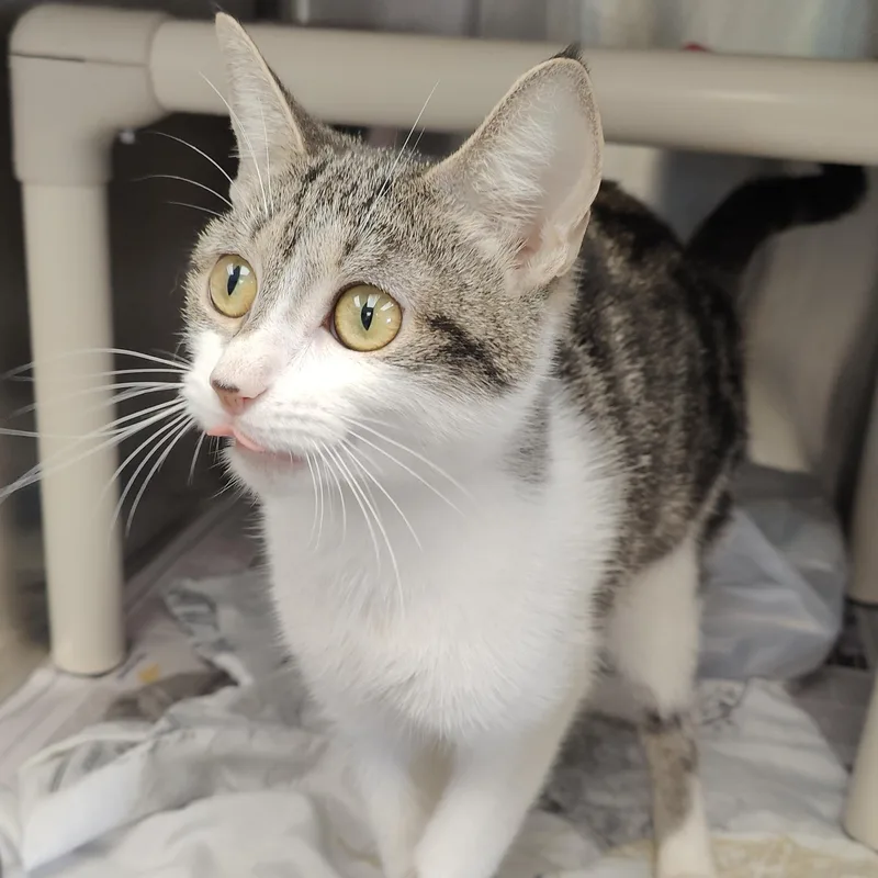 A young small-sized female Buff & White Domestic Short Hair cat named Sally for adoption in Jersey city, NJ