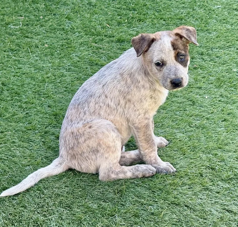 A baby medium-sized female Australian Cattle Dog / Blue Heeler dog named Merrill for adoption in El Cajon, CA