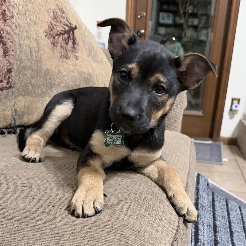 A baby small-sized male Black Catahoula Leopard Dog dog named Copper for adoption in Boerne, TX
