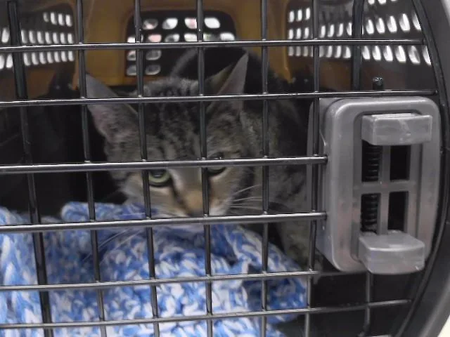 An adult medium-sized female Domestic Short Hair cat named Ace for adoption in Omaha, NE