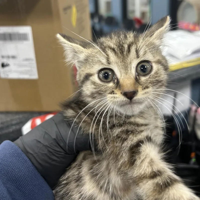 A baby small-sized female Brown / Chocolate Domestic Short Hair cat named Mercedez for adoption in Newark, NJ
