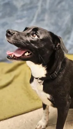 An adult medium-sized female Black Mixed Breed dog named Halo for adoption in Hamilton, OH