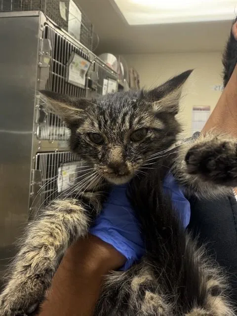 A baby small-sized male Domestic Short Hair cat named Paprika for adoption in Riverside, CA