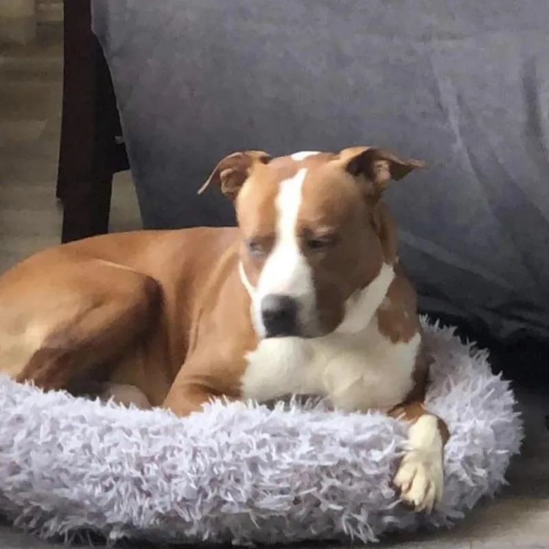 A senior medium-sized male Yellow / Tan / Blond / Fawn Pit Bull Terrier dog named Rocco for adoption in Normal, IL