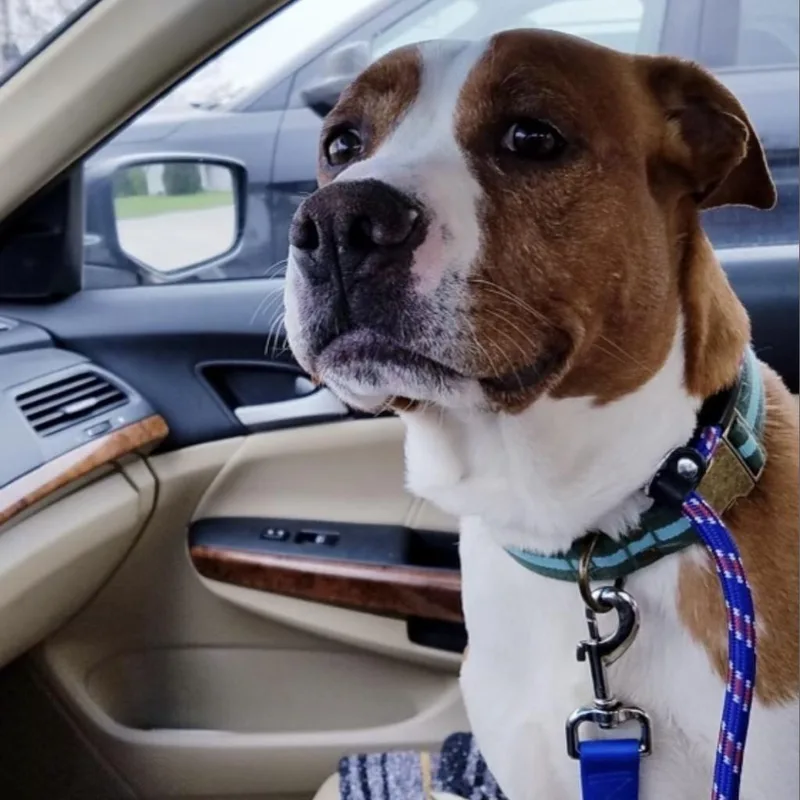 Rocco thumbnail 5