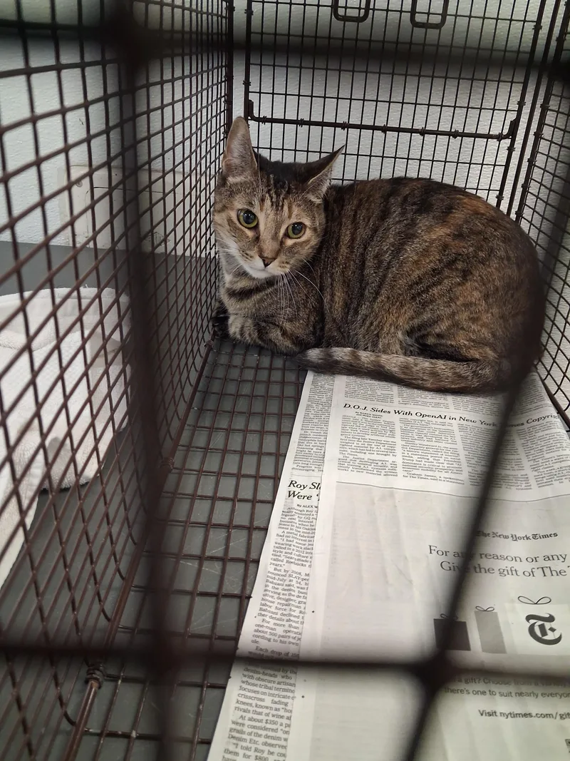 A senior large-sized female Domestic Short Hair cat named Mama for adoption in Los Angeles, CA
