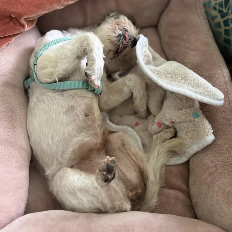A senior small-sized female White / Cream Lhasa Apso dog named Kayla for adoption in Orange Park, FL