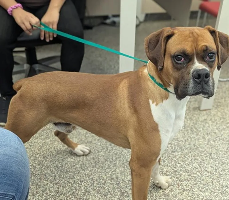 A young medium-sized male Boxer dog named Dan for adoption in Denver, CO