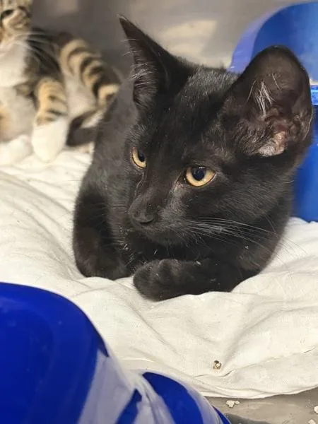 A baby small-sized male Domestic Short Hair cat named Helios for adoption in Morristown, TN