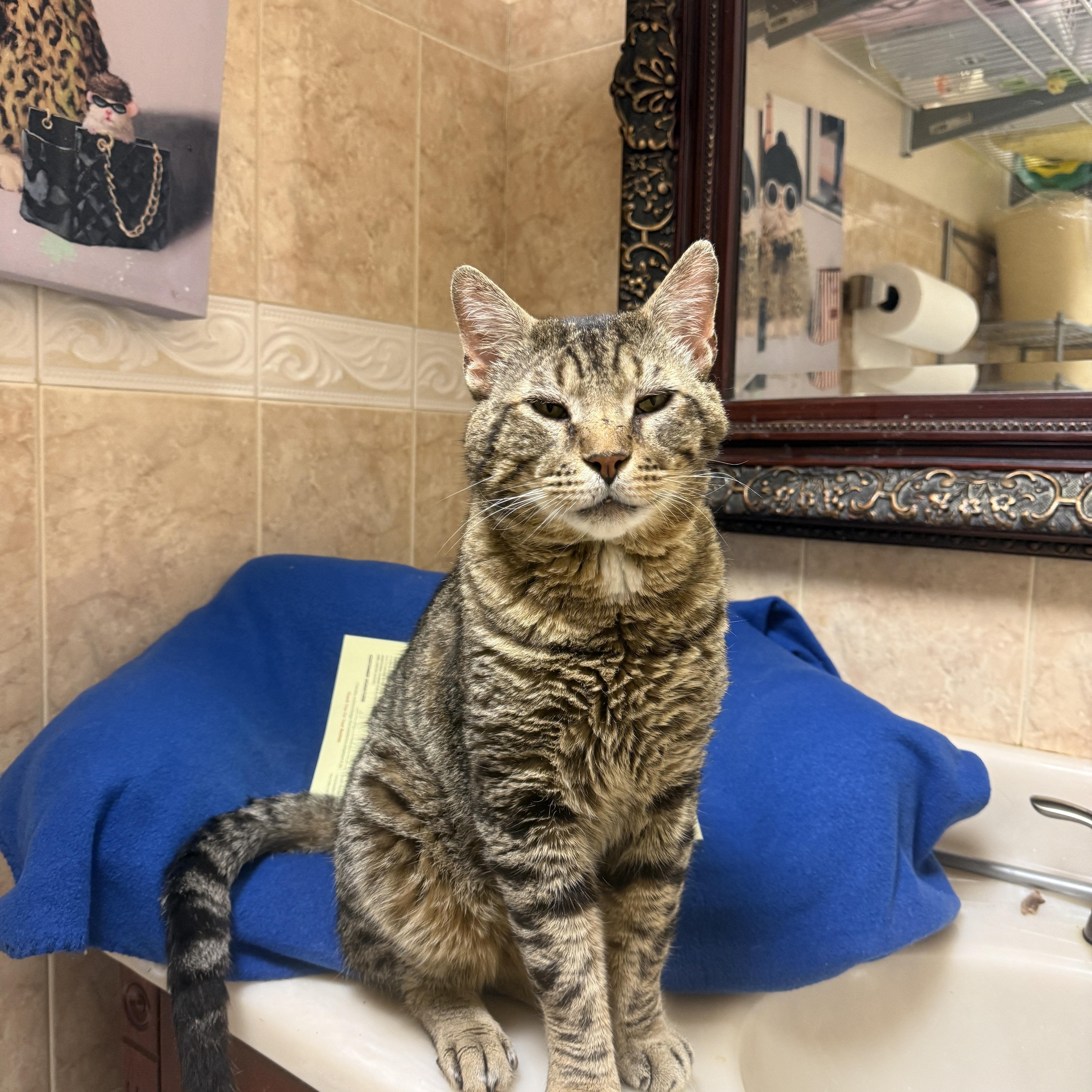 An adult large-sized male Tabby (Buff / Tan / Fawn) Domestic Short Hair cat named Rocky for adoption in Freeport, NY