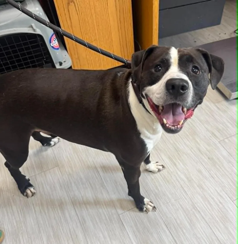 An adult medium-sized male Pit Bull Terrier dog named Nino for adoption in Marion, OH