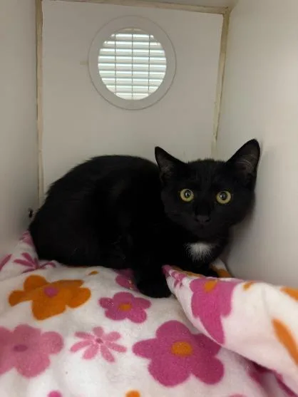 A young medium-sized male Domestic Short Hair cat named Firecracker for adoption in Mount Vernon, OH