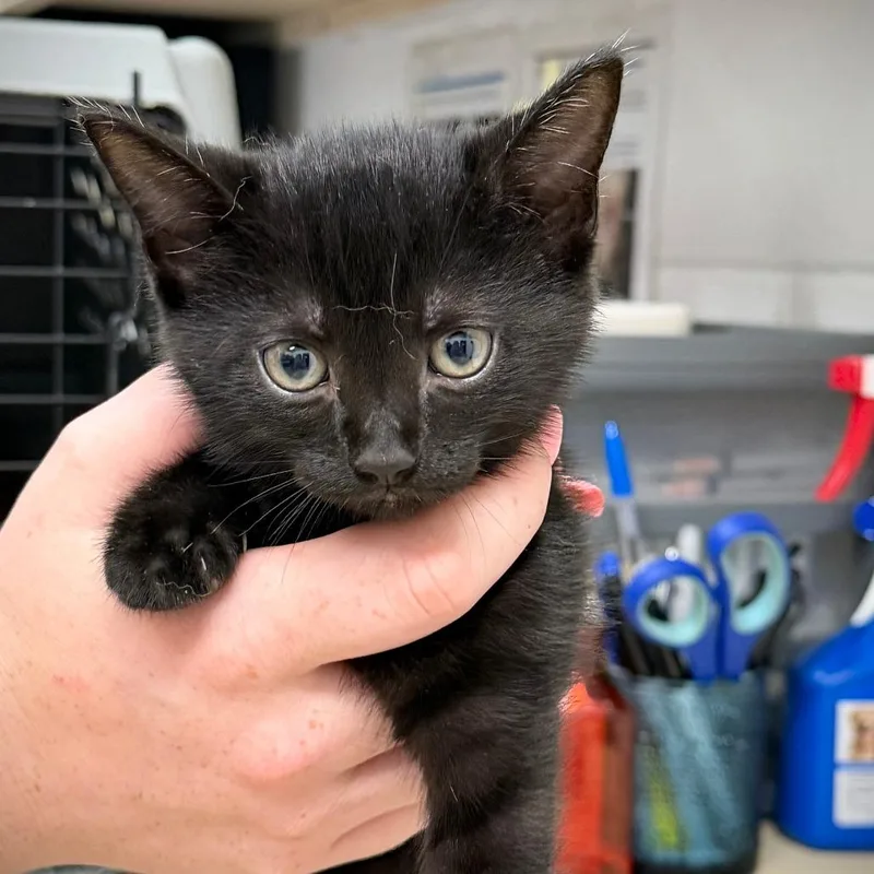 A baby small-sized female Black Domestic Short Hair cat named Mary for adoption in Ardmore, OK