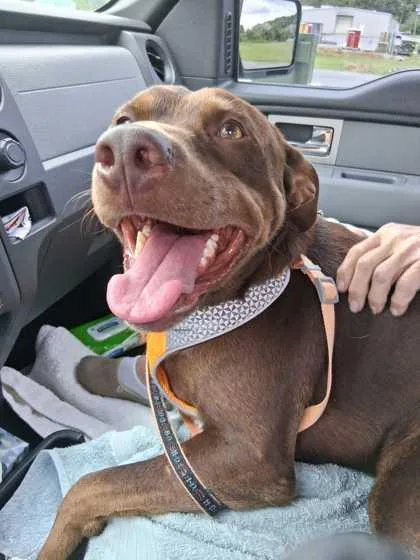 An adult large-sized male Mixed Breed dog named Redd for adoption in Sevierville, TN