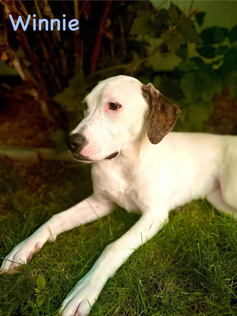 A young large-sized female Labrador Retriever dog named Winnie for adoption in Evergreen, CO