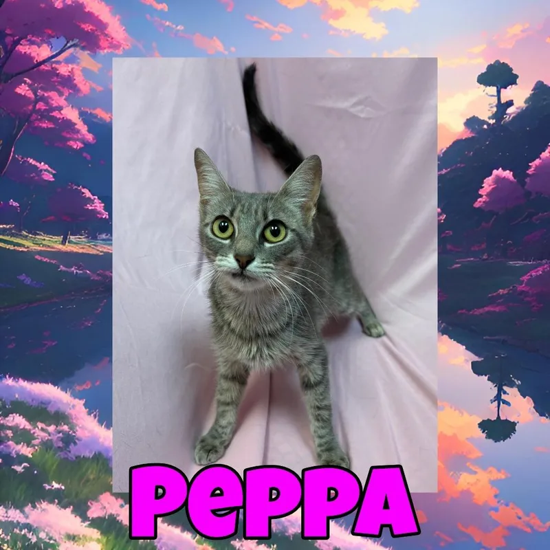 An adult small-sized female Gray / Blue / Silver Domestic Short Hair cat named Peppa for adoption in Royse City, TX