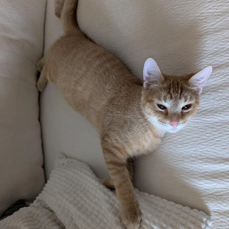 A young medium-sized male Orange / Red Domestic Short Hair cat named Dijon for adoption in St. Paul, MN
