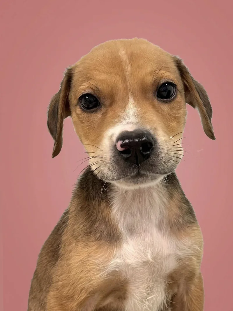 A young medium-sized male Mixed Breed dog named Alabama for adoption in Gulfport, MS