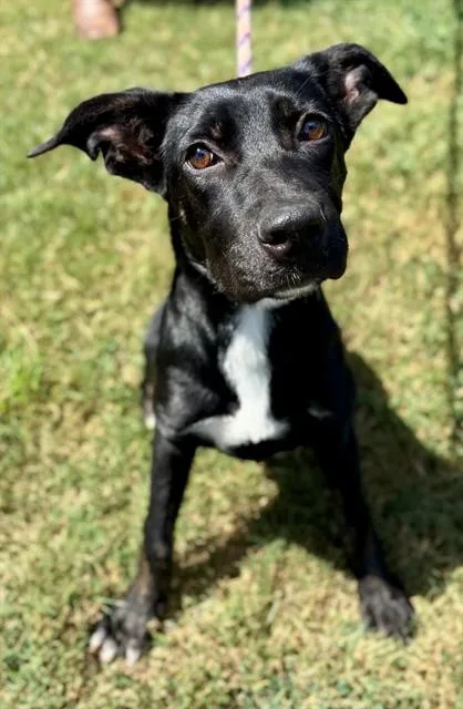 A baby small-sized female Labrador Retriever dog named Bellatrix for adoption in York, SC