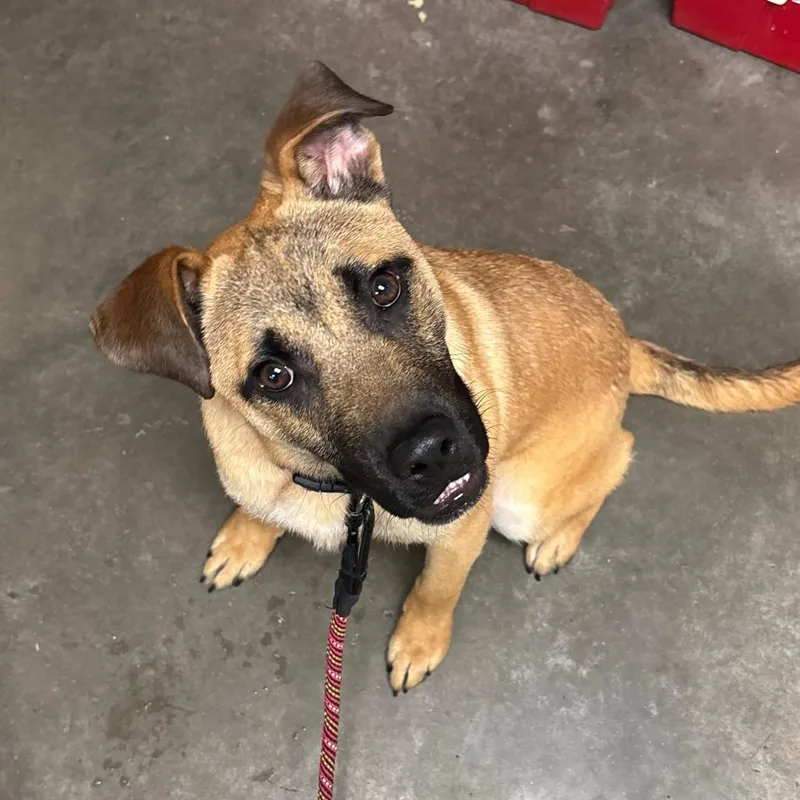 A young small-sized male Brindle Black Mouth Cur dog named Gunnie for adoption in Manhattan, KS