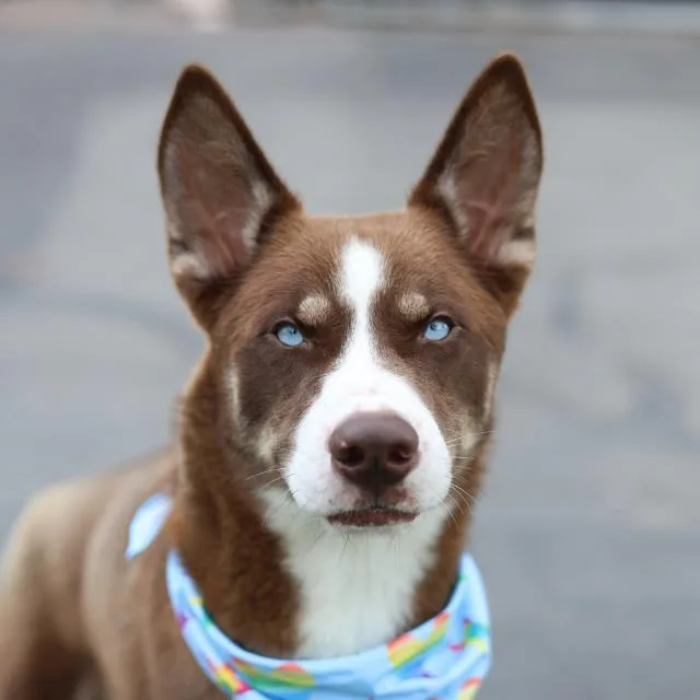 An adult large-sized male Husky dog named Henri for adoption in San Antonio, TX