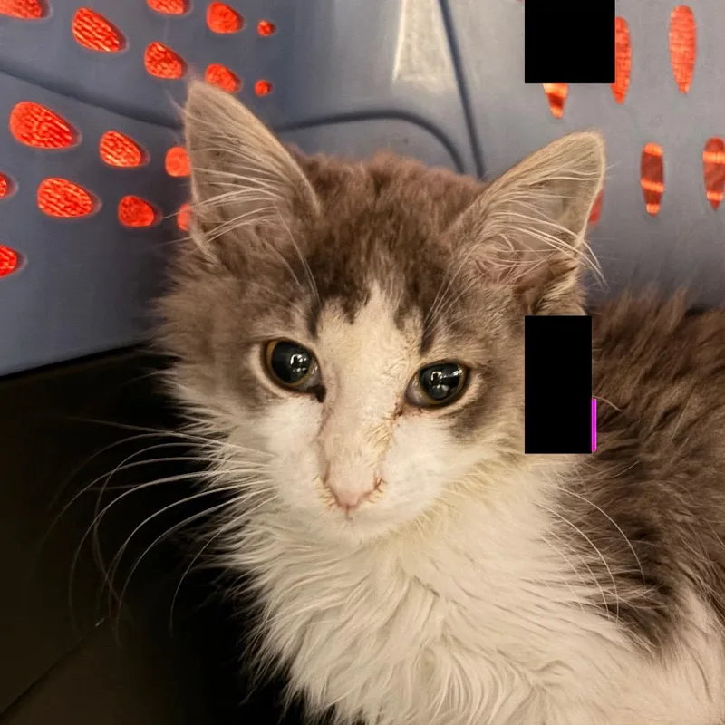 A baby small-sized male Gray / Blue / Silver Domestic Long Hair cat named Chaos for adoption in Grand Rapids, MI