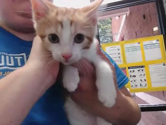 A baby small-sized male Domestic Short Hair cat named Shrimp Salad for adoption in Tulsa, OK