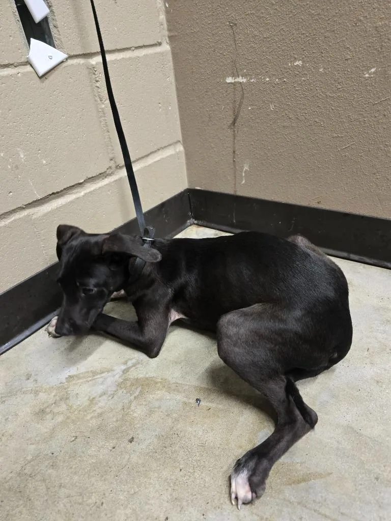 A baby medium-sized female Labrador Retriever dog named Dina for adoption in Huntsville, TX