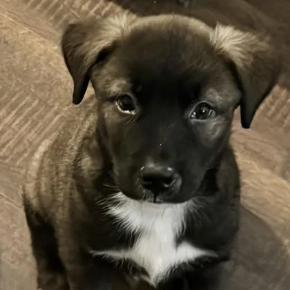 Gumbo
