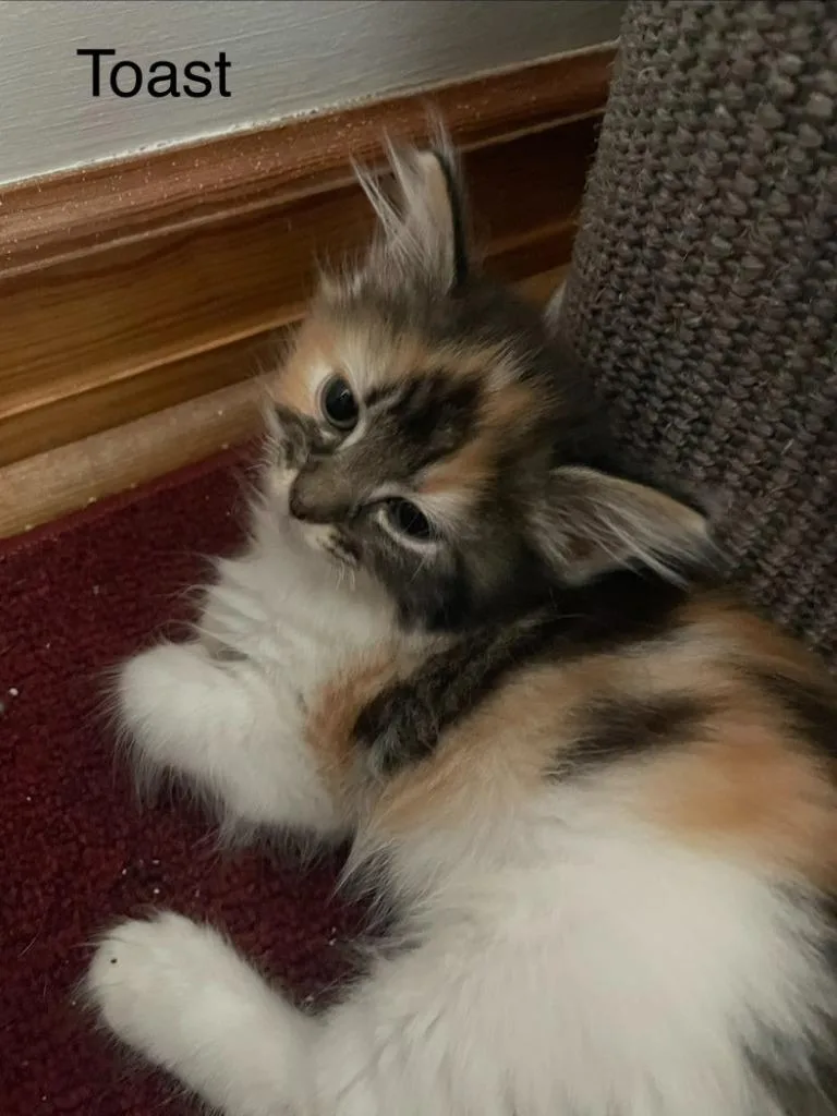 A baby medium-sized female Domestic Short Hair cat named Toast for adoption in Johnson City, TN