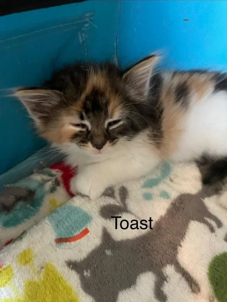 Toast thumbnail 3
