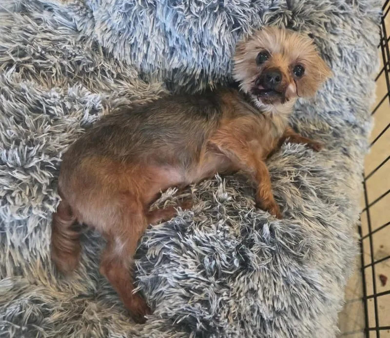 Tootie